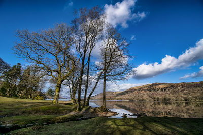Bare tree on landscape against blue sky