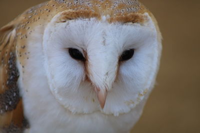 Close-up portrait of white owl