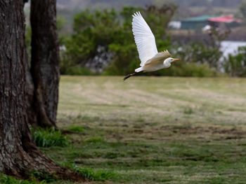 Bird flying over a tree