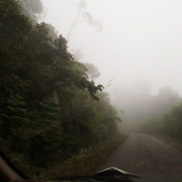 transportation, the way forward, tree, fog, road, mode of transport, foggy, country road, diminishing perspective, car, land vehicle, windshield, sky, nature, weather, tranquility, vanishing point, vehicle interior, tranquil scene, growth