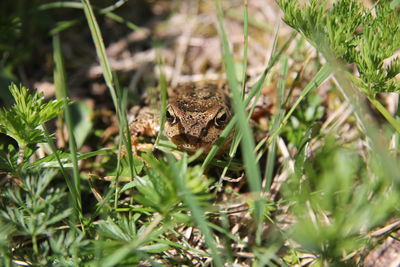 View of frog on land