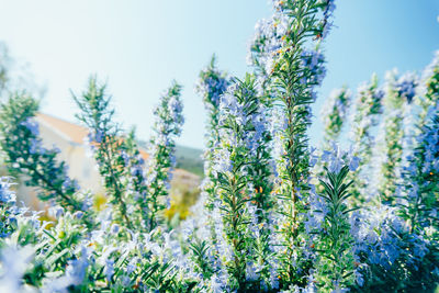 Close-up of flowering plants on field against sky