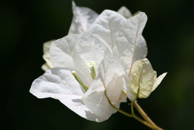 Close-up of white flowers