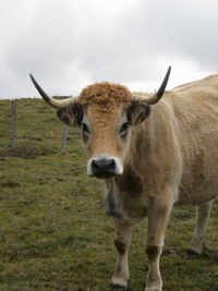 Portrait of cow standing on field against sky