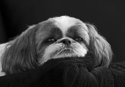 Close-up portrait of dog at home