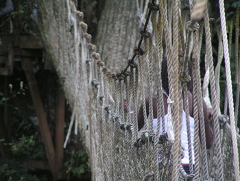 Close-up of tree