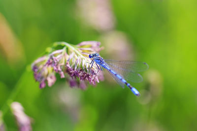 Close-up of insect on flower