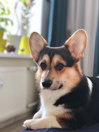 Close-up portrait of a dog at home