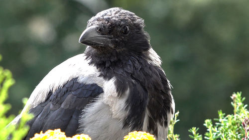 Close-up of owl perching on plant
