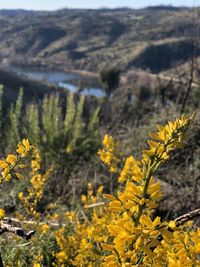 Close-up of yellow flowering plants on field