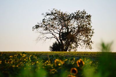 Scenic view of field against clear sky