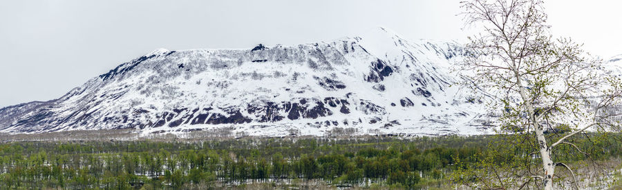 Plants on snow covered landscape against sky
