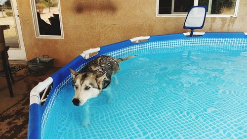 High angle view of dog by swimming pool