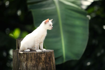 Close-up of white cat sitting on tree stump