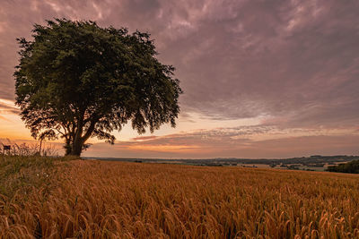 Scenic view of agricultural field against sky during sunset