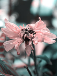 Close-up of pink flowering plant