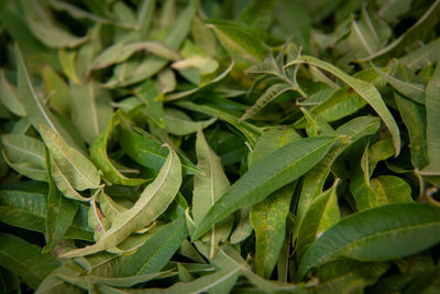 Full frame shot of green leaves