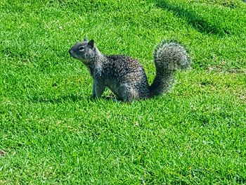 Dog standing on grassy field