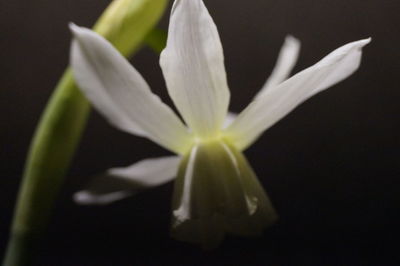 Close-up of flower against blurred background