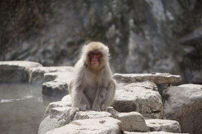 Monkey sitting on rock