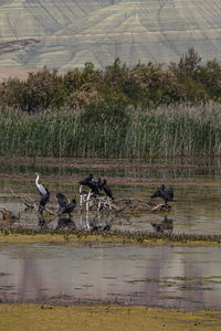 View of birds in lake