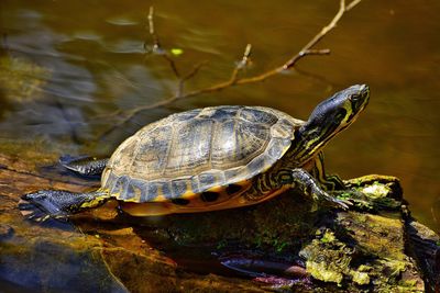 Close-up of turtle in a lake