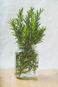 Close-up of plants in jar on table