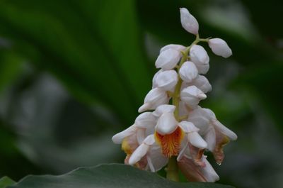 Close-up of white flowers blooming outdoors