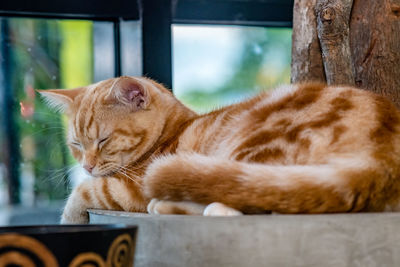 Close-up of a cat resting