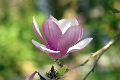 Pink magnolia , magnolia liliiflora. or tulip tree in botanical garden.