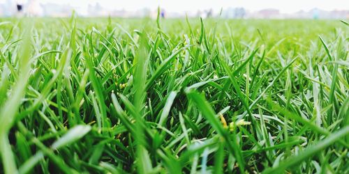 Close-up of grass in field