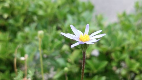 Close-up of white flower blooming outdoors