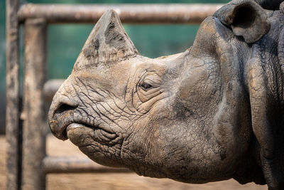 Close-up of elephant