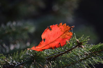 Close-up of red maple leaves on tree during autumn