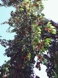 Low angle view of berries on tree against sky