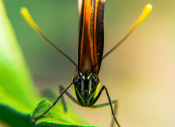 Close-up of butterfly on leaf