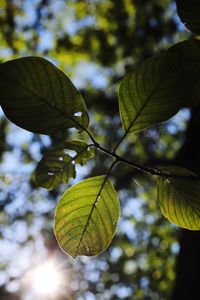 Low angle view of leaves on tree