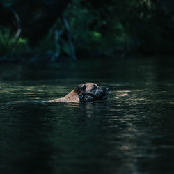View of dog swimming in lake