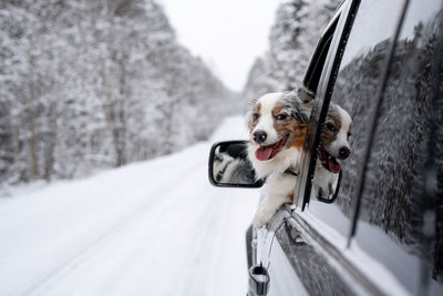 Australian shepherd blue merle. traveling with pets. dog in car. winter road.  dog's tongue out