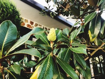 Low angle view of plant