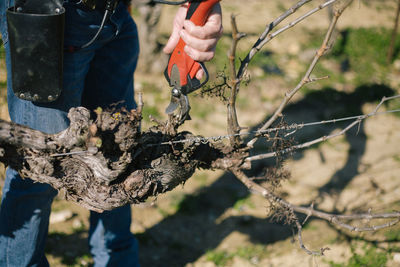 Close-up of hand holding tree trunk