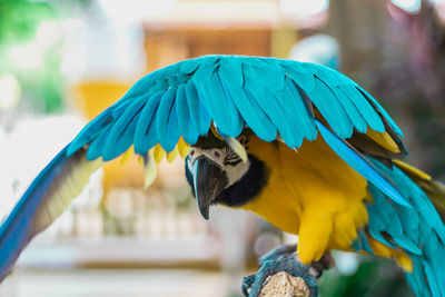 Close-up of a parrot