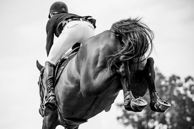 Horse jumping, equestrian sports, show jumping competition themed photograph.