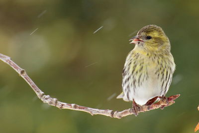 Close-up of bird perching outdoors