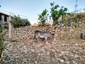 View of an animal on rock against sky