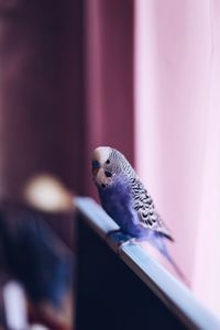 Close-up of parrot perching