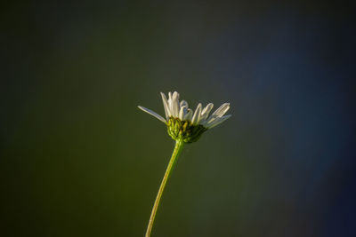 Close-up of white flowering plant against blue sky