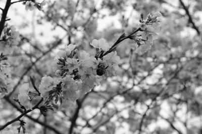 Close-up of flower on tree