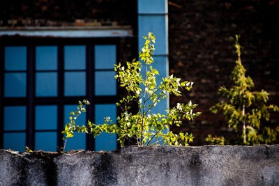 Plants by surrounding wall against building