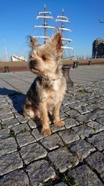 Dog sitting on walkway against sky during sunny day